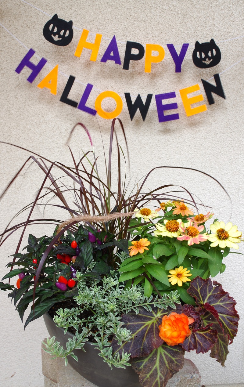 ハッピー★ハロウィン寄せ植え作り作品例